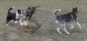 … Spielen und Toben in der Junghunde-Gruppe … (Screenshot vom Videoclip)