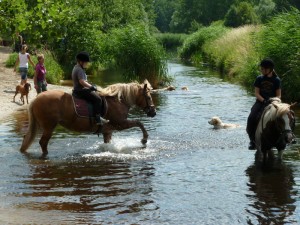 … das Pferd planschte mit viel Freude im Wasser …