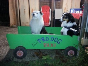 … mit dem Taxi zur Hundeschule … - Teddy und Alina - … das Foto hat Wolf geschossen …