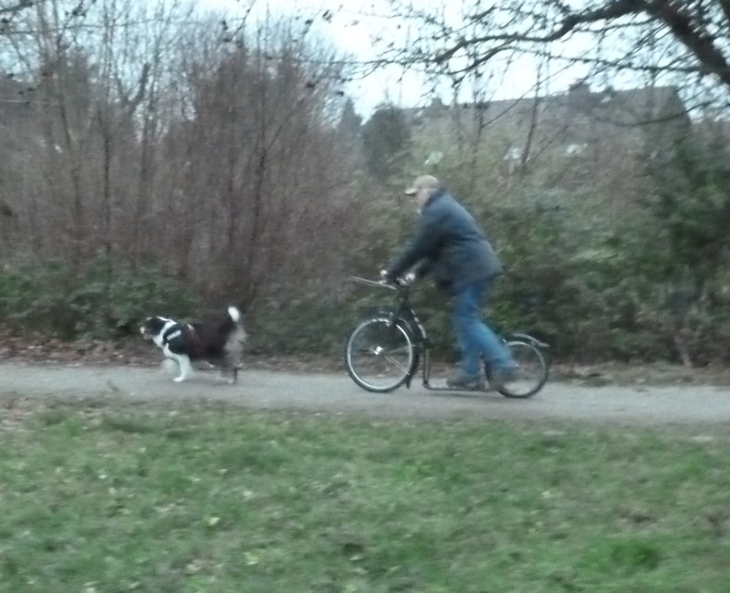 Dogscooting mit Teddy