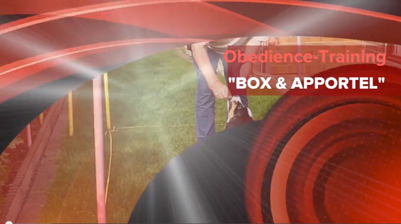 Obedience-Hausaufgaben … BOX & APPORTIEREN