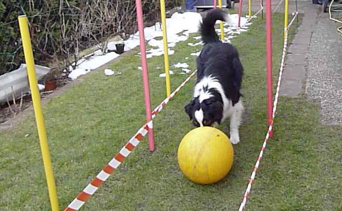 02. & 03.04. … Yoshi zu Besuch … Treibball-Training